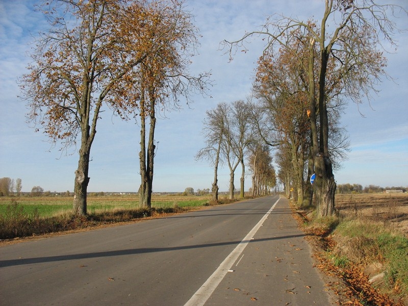 Pseudo-ścieżka Suchcice-Gucin-Dzwonek-Grodzisk