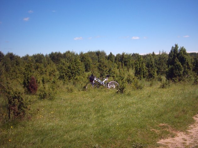 Jałowce Czartoryskie