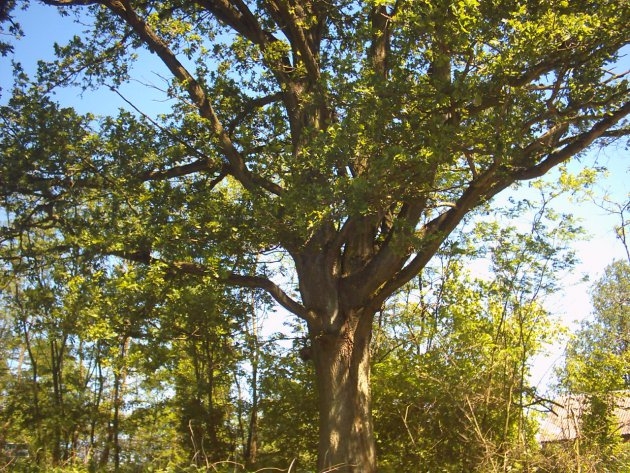 Dąb "Piłsudski" w Bartkowiżnie