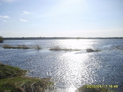 koryto Narwi koło Białego Bagna