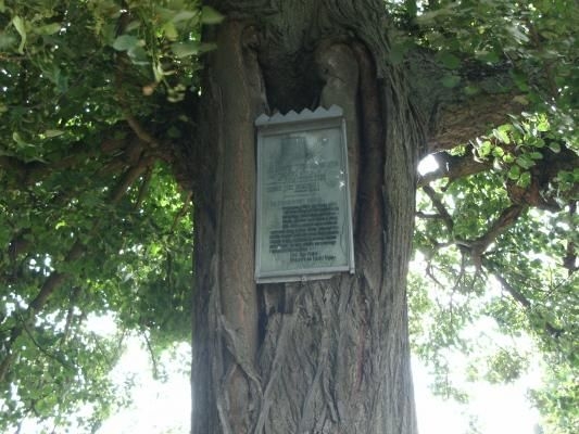 Łączki-lipa pomnik przyrody