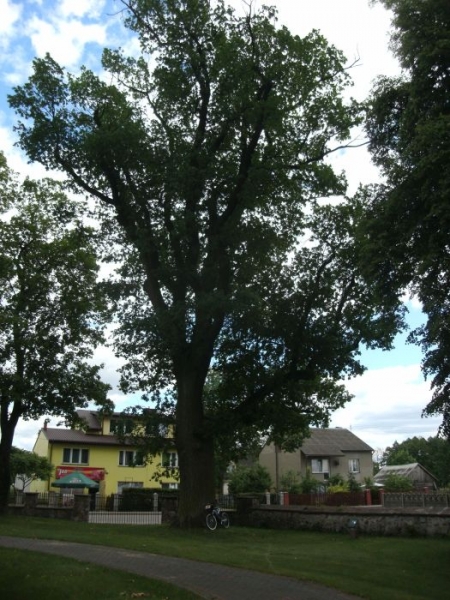 Brodowe Łąki - dąb