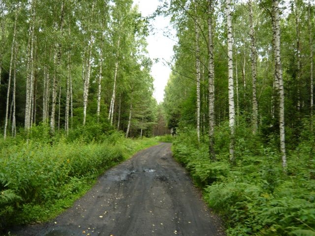 Mazury 12.07.2009 - Puszcza Piska