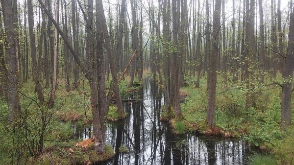lasy Biebrzańskiego Parku Narodowego