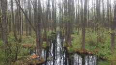 lasy Biebrzańskiego Parku Narodowego