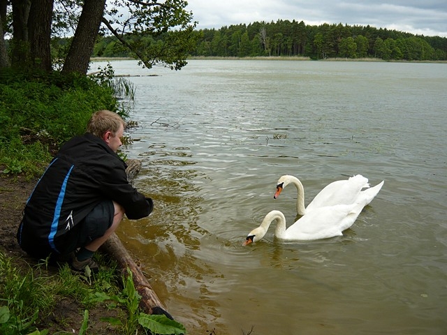 Pijący_mleko karmi łabędzie