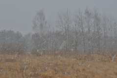 Kontrast nur - Contrast Only